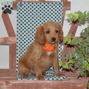 Parker, Cockapoo Puppy