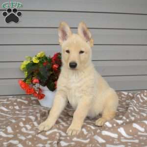Parker, German Shepherd Mix Puppy
