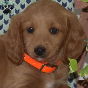 Parker, Cockapoo Puppy