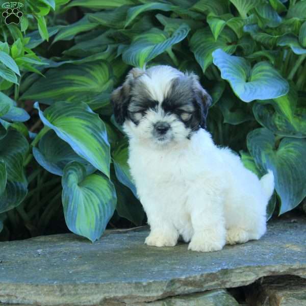 Pasha, Miniature Poodle Mix Puppy