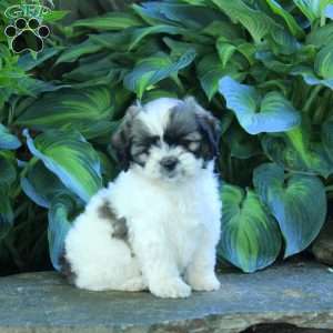 Pasha, Miniature Poodle Mix Puppy