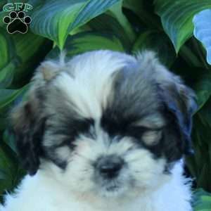 Pasha, Miniature Poodle Mix Puppy