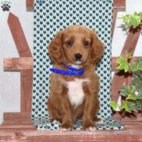 Patches, Cockapoo Puppy
