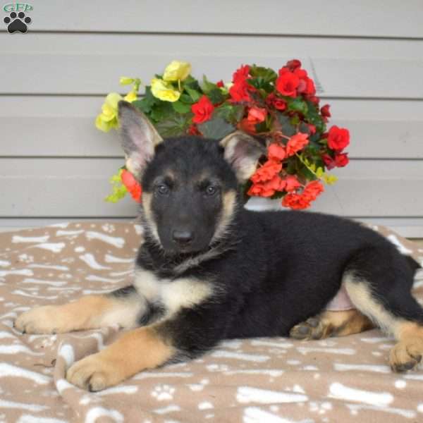 Patches, German Shepherd Mix Puppy