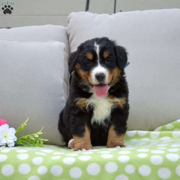 Patches, Bernese Mountain Dog Puppy