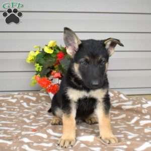 Patches, German Shepherd Mix Puppy