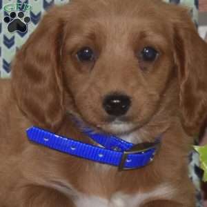 Patches, Cockapoo Puppy