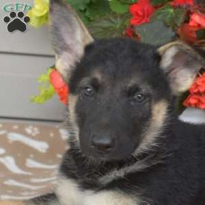 Patches, German Shepherd Mix Puppy