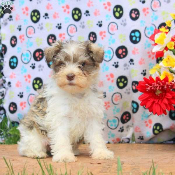 Paul, Miniature Schnauzer Puppy