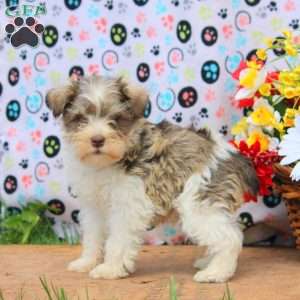 Paul, Miniature Schnauzer Puppy