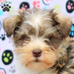 Paul, Miniature Schnauzer Puppy