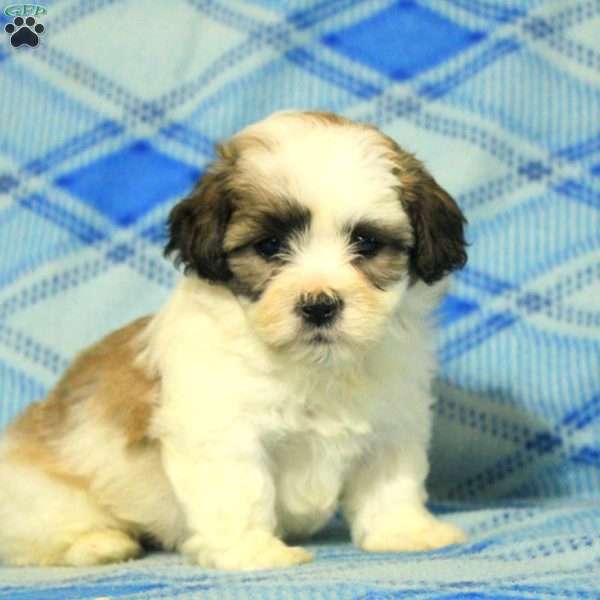 Paxton, Teddy Bear Puppy