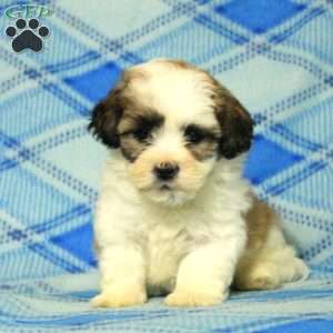 Paxton, Teddy Bear Puppy