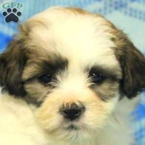 Paxton, Teddy Bear Puppy