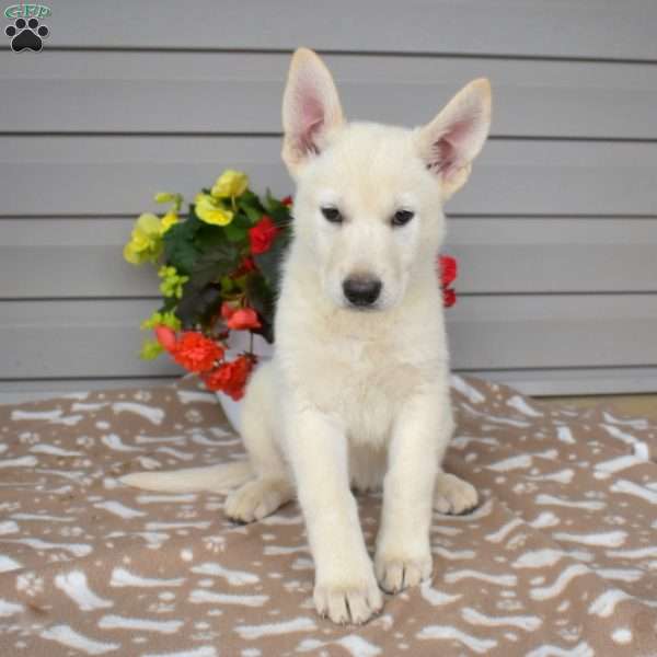 Peach, German Shepherd Mix Puppy