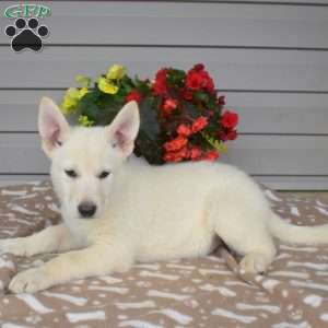 Peach, German Shepherd Mix Puppy
