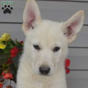 Peach, German Shepherd Mix Puppy