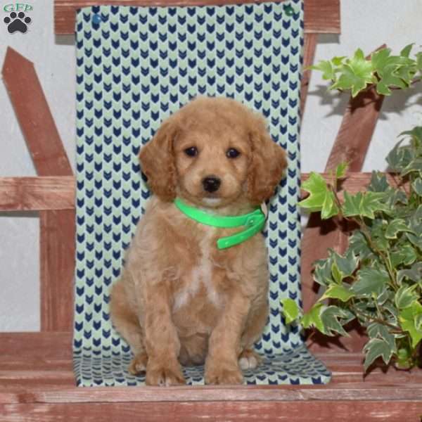 Peaches, Cockapoo Puppy