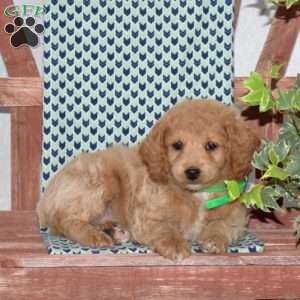 Peaches, Cockapoo Puppy