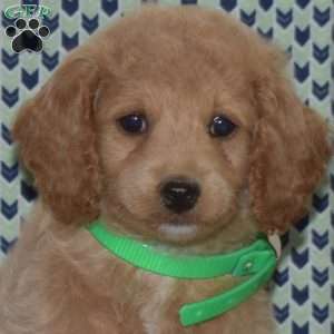 Peaches, Cockapoo Puppy