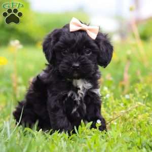 Pearl, Cavapoo Puppy