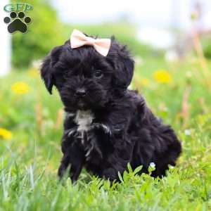 Pearl, Cavapoo Puppy