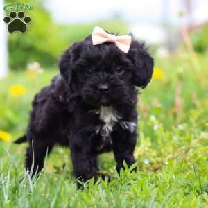 Pearl, Cavapoo Puppy