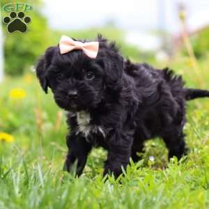 Pearl, Cavapoo Puppy