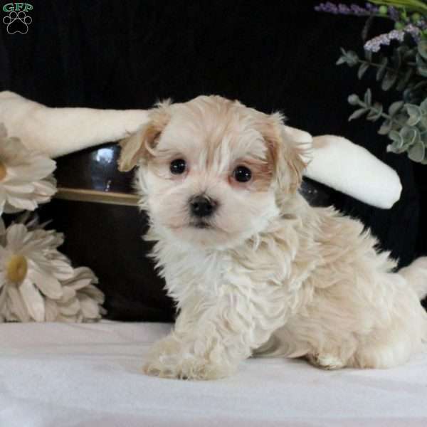 Pearl, Maltipoo Puppy