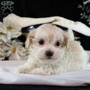Pearl, Maltipoo Puppy