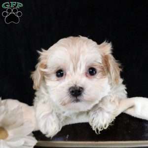 Pearl, Maltipoo Puppy