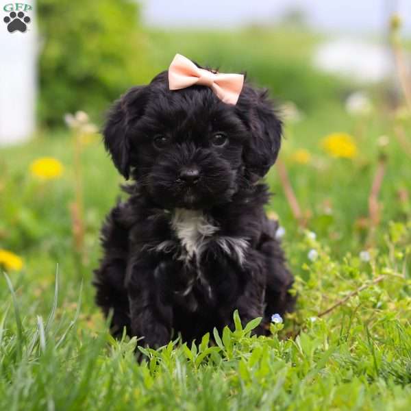 Pearl, Cavapoo Puppy