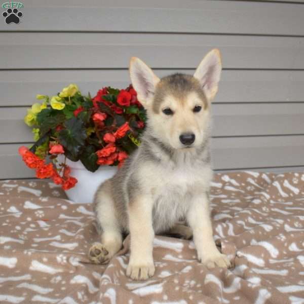 Pebbles, German Shepherd Mix Puppy