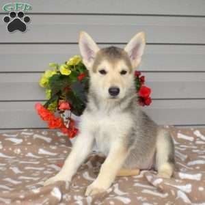 Pebbles, German Shepherd Mix Puppy
