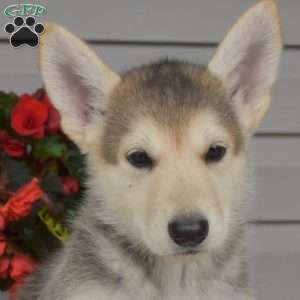 Pebbles, German Shepherd Mix Puppy