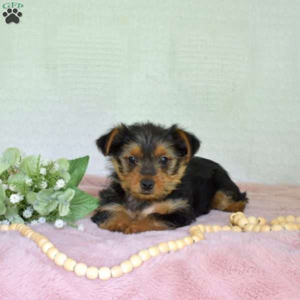 Penelope, Yorkie Puppy