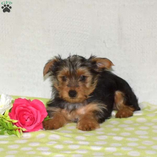 Penelope, Yorkie Puppy