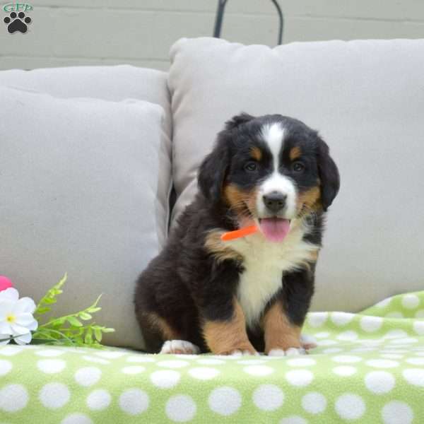 Penelope, Bernese Mountain Dog Puppy