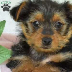 Penelope, Yorkie Puppy