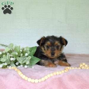Penelope, Yorkie Puppy