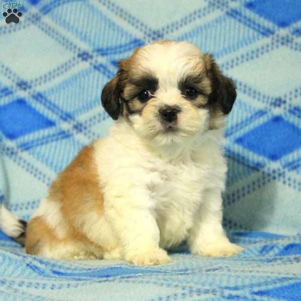 Penny, Teddy Bear Puppy