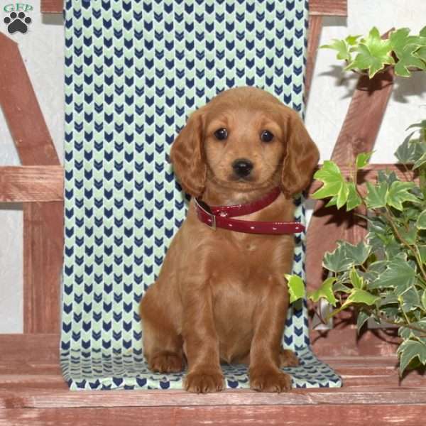 Penny, Cockapoo Puppy