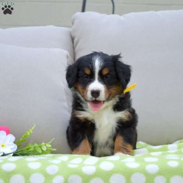 Penny, Bernese Mountain Dog Puppy