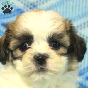 Penny, Teddy Bear Puppy