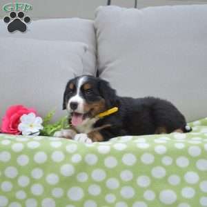 Penny, Bernese Mountain Dog Puppy