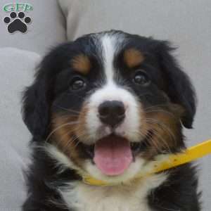 Penny, Bernese Mountain Dog Puppy