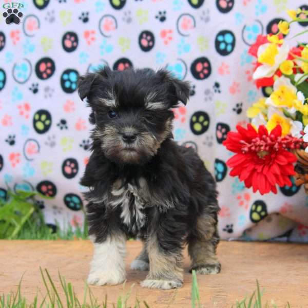 Pepper, Miniature Schnauzer Puppy