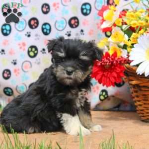 Pepper, Miniature Schnauzer Puppy
