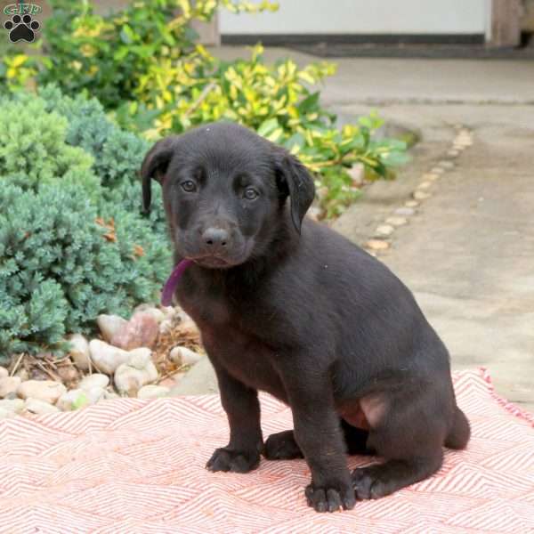 Pepsi, English Shepherd Mix Puppy