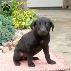 Pepsi, English Shepherd Mix Puppy